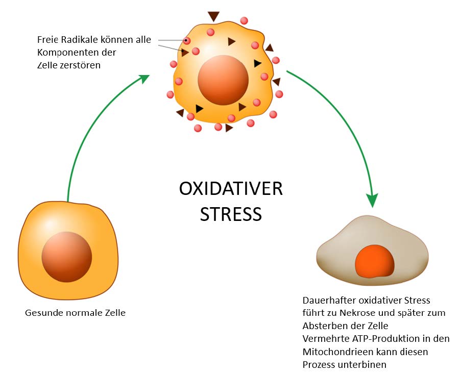 oxidativer Atress