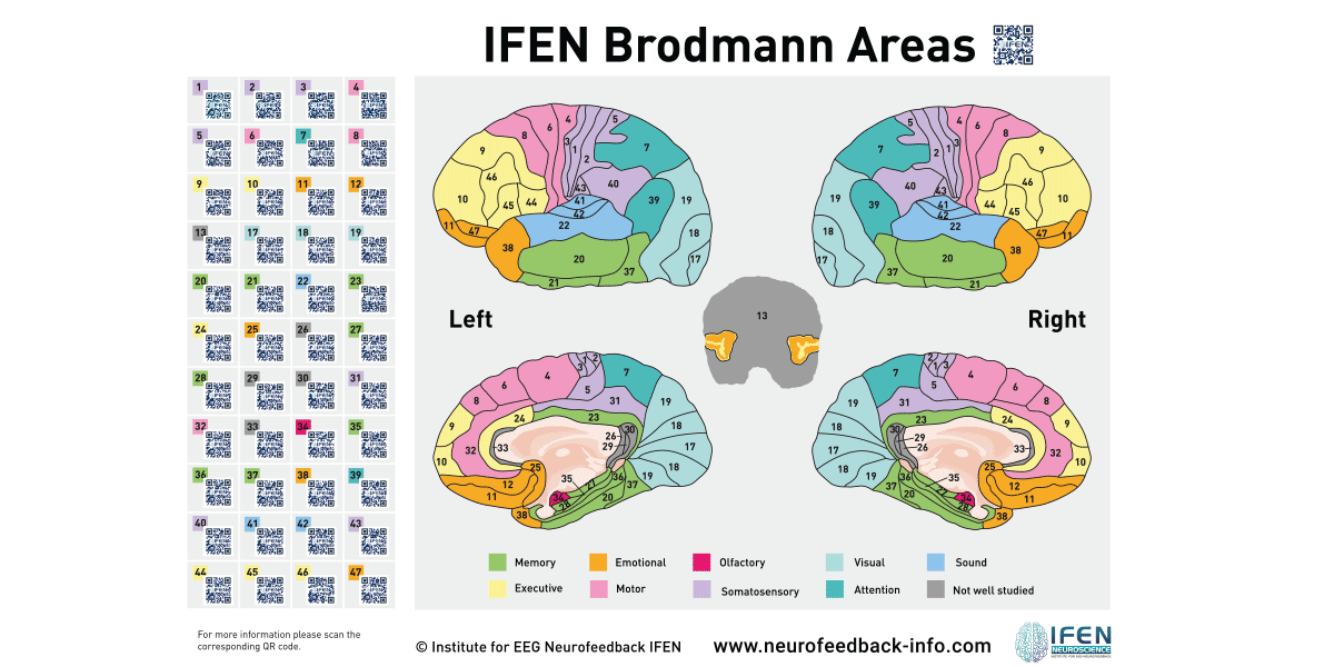Das interaktive Brodmann-Poster - IFEN Neurofeedback Blog